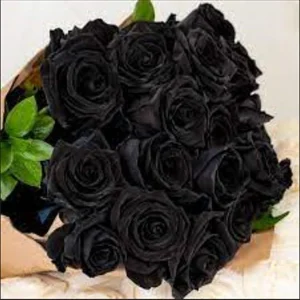 Black Halfeti Rose Seeds - Perennial Flower Seeds - 30 Seeds - Rare & Exotic Blooms - Image 5