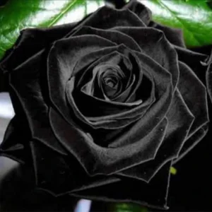 Black Halfeti Rose Seeds - Perennial Flower Seeds - 30 Seeds - Rare & Exotic Blooms - Image 6