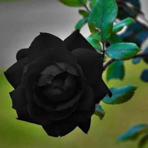 Black Halfeti Rose Seeds - Perennial Flower Seeds - 30 Seeds - Rare & Exotic Blooms - Image 7