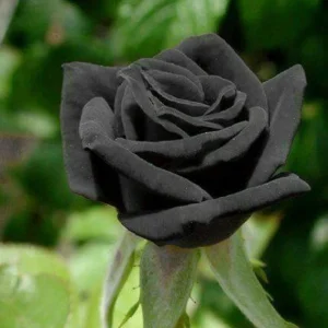 Black Halfeti Rose Seeds - Perennial Flower Seeds - 30 Seeds - Rare & Exotic Blooms - Image 9