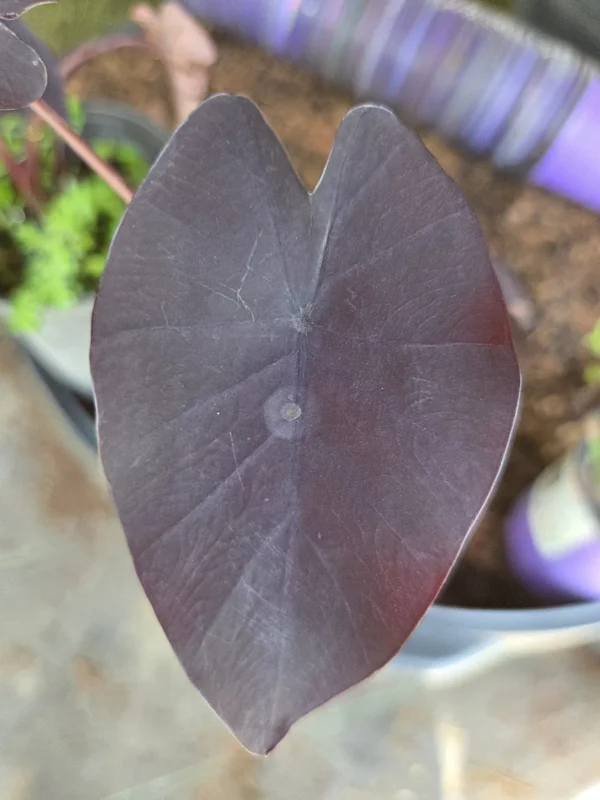 Black Magic Colocasia Esculenta Live Plant 7-10" Tall in 4" Pot - Elephant Ear - Image 2