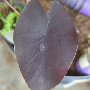 Black Magic Colocasia Esculenta Live Plant 7-10