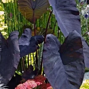Black Magic Colocasia Esculenta Live Plant 7-10