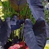 Black Magic Colocasia Esculenta Live Plant 7-10" Tall in 4" Pot - Elephant Ear - Image 1