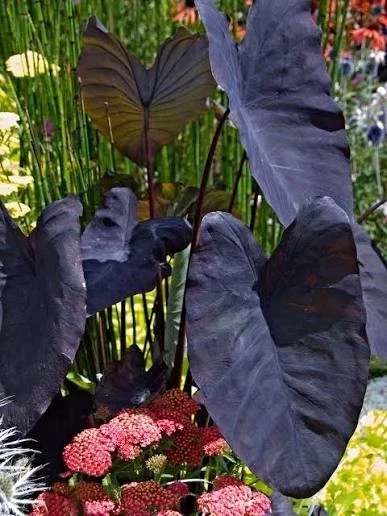 Black Magic Colocasia Esculenta Live Plant 7-10" Tall in 4" Pot - Elephant Ear - Image 1
