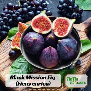 Black Mission Fig Seeds - Ficus Carica - 25 Seeds for Sweet Edible Fruit Tree, Container or Garden Growing - Image 1