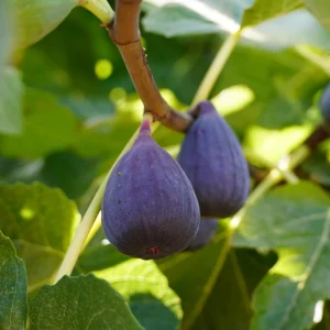 Black Mission Fig Seeds - Ficus Carica - 25 Seeds for Sweet Edible Fruit Tree, Container or Garden Growing - Image 2
