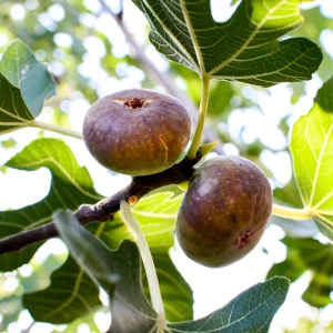 Black Mission Fig Seeds - Ficus Carica - 25 Seeds for Sweet Edible Fruit Tree, Container or Garden Growing - Image 5