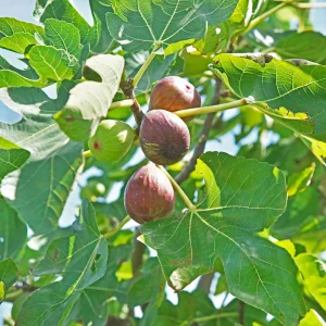 Black Mission Fig Seeds - Ficus Carica - 25 Seeds for Sweet Edible Fruit Tree, Container or Garden Growing - Image 6