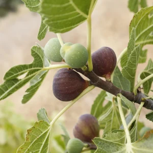 Black Mission Fig Seeds - Ficus Carica - 25 Seeds for Sweet Edible Fruit Tree, Container or Garden Growing - Image 8