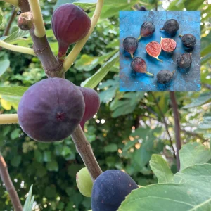 Black Mission Fig Seeds - Ficus Carica - 25 Seeds for Sweet Edible Fruit Tree, Container or Garden Growing - Image 9