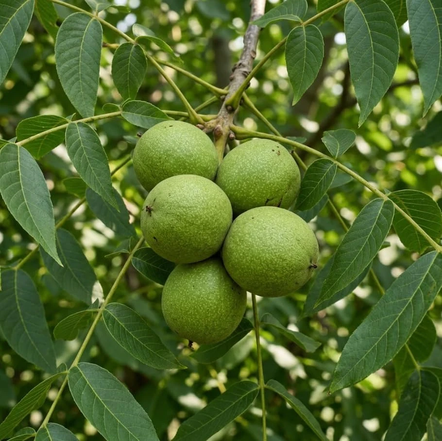 Black Walnut Tree Live Plant, 6-12" Tall in 4" Pot, Sweet Nut Producing Shade Tree, Outdoor - Image 4