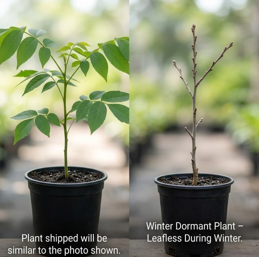 Black Walnut Tree Live Plant, 6-12" Tall in 4" Pot, Sweet Nut Producing Shade Tree, Outdoor - Image 6