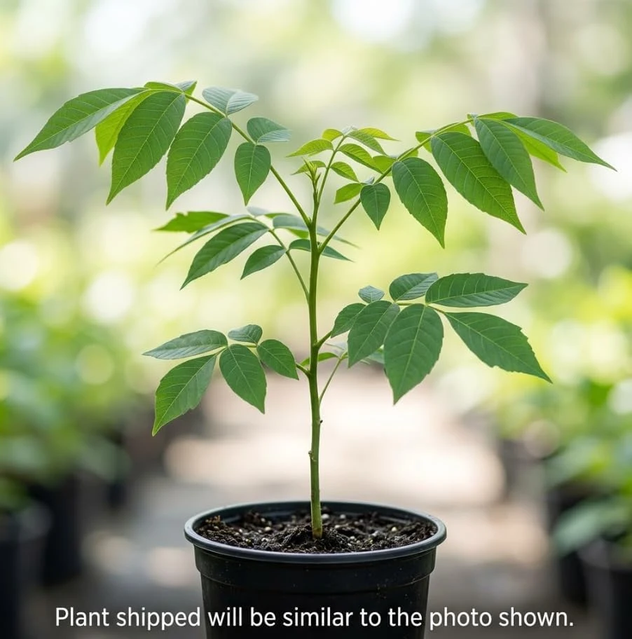 Black Walnut Tree Live Plant, 6-12" Tall in 4" Pot, Sweet Nut Producing Shade Tree, Outdoor - Image 7