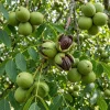 Black Walnut Tree Live Plant, 6-12" Tall in 4" Pot, Sweet Nut Producing Shade Tree, Outdoor - Image 1
