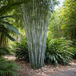 Blue Bamboo Seeds – 10 Seeds – Fast Growing Privacy Screen Grass – Tropical Ornamental Plant - Image 10