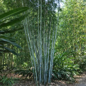 Blue Bamboo Seeds – 10 Seeds – Fast Growing Privacy Screen Grass – Tropical Ornamental Plant - Image 11