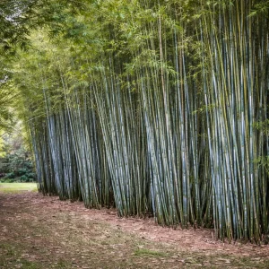Blue Bamboo Seeds – 10 Seeds – Fast Growing Privacy Screen Grass – Tropical Ornamental Plant - Image 13