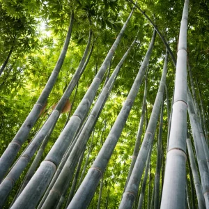 Blue Bamboo Seeds – 10 Seeds – Fast Growing Privacy Screen Grass – Tropical Ornamental Plant - Image 2