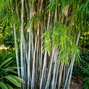 Blue Bamboo Seeds – 10 Seeds – Fast Growing Privacy Screen Grass – Tropical Ornamental Plant - Image 3