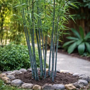 Blue Bamboo Seeds – 10 Seeds – Fast Growing Privacy Screen Grass – Tropical Ornamental Plant - Image 4
