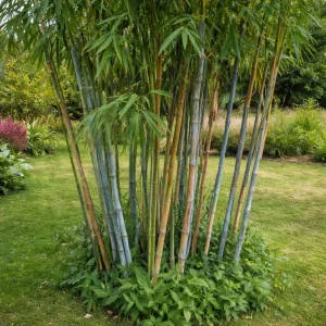 Blue Bamboo Seeds – 10 Seeds – Fast Growing Privacy Screen Grass – Tropical Ornamental Plant - Image 5