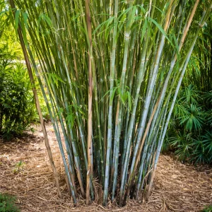 Blue Bamboo Seeds – 10 Seeds – Fast Growing Privacy Screen Grass – Tropical Ornamental Plant - Image 6