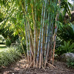 Blue Bamboo Seeds – 10 Seeds – Fast Growing Privacy Screen Grass – Tropical Ornamental Plant - Image 7