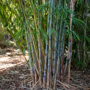 Blue Bamboo Seeds – 10 Seeds – Fast Growing Privacy Screen Grass – Tropical Ornamental Plant - Image 8
