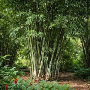 Blue Bamboo Seeds – 10 Seeds – Fast Growing Privacy Screen Grass – Tropical Ornamental Plant - Image 9