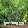 Blue Bamboo Seeds – 10 Seeds – Fast Growing Privacy Screen Grass – Tropical Ornamental Plant - Image 1