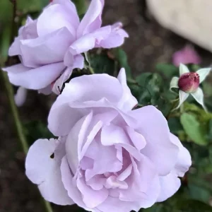 Blue Girl Hybrid Tea Rose Seeds - 30 Seeds - Exotic Flower Garden - Image 10