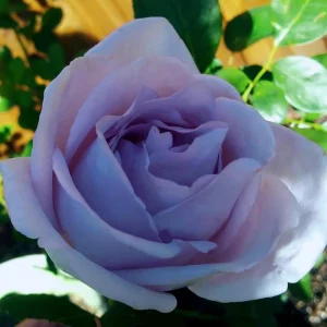 Blue Girl Hybrid Tea Rose Seeds - 30 Seeds - Exotic Flower Garden - Image 11