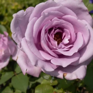 Blue Girl Hybrid Tea Rose Seeds - 30 Seeds - Exotic Flower Garden - Image 13