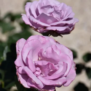 Blue Girl Hybrid Tea Rose Seeds - 30 Seeds - Exotic Flower Garden - Image 14