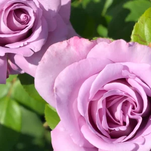 Blue Girl Hybrid Tea Rose Seeds - 30 Seeds - Exotic Flower Garden - Image 16