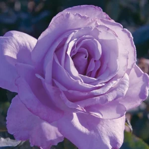 Blue Girl Hybrid Tea Rose Seeds - 30 Seeds - Exotic Flower Garden - Image 17