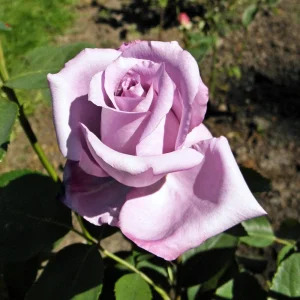 Blue Girl Hybrid Tea Rose Seeds - 30 Seeds - Exotic Flower Garden - Image 18