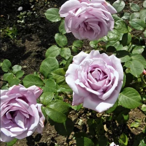 Blue Girl Hybrid Tea Rose Seeds - 30 Seeds - Exotic Flower Garden - Image 19