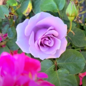 Blue Girl Hybrid Tea Rose Seeds - 30 Seeds - Exotic Flower Garden - Image 2