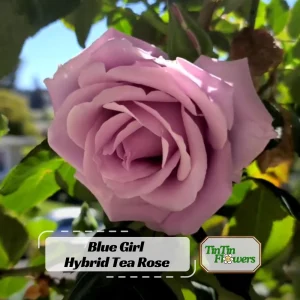 Blue Girl Hybrid Tea Rose Seeds - 30 Seeds - Exotic Flower Garden - Image 1