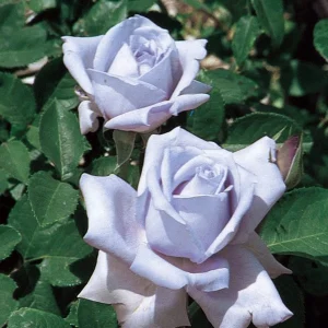 Blue Girl Hybrid Tea Rose Seeds - 30 Seeds - Exotic Flower Garden - Image 3