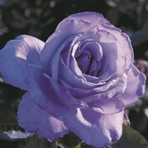 Blue Girl Hybrid Tea Rose Seeds - 30 Seeds - Exotic Flower Garden - Image 4