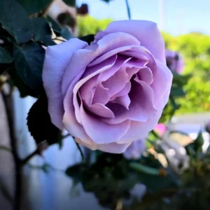 Blue Girl Hybrid Tea Rose Seeds - 30 Seeds - Exotic Flower Garden - Image 5