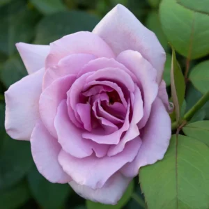 Blue Girl Hybrid Tea Rose Seeds - 30 Seeds - Exotic Flower Garden - Image 6