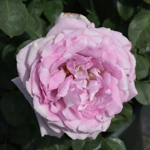 Blue Girl Hybrid Tea Rose Seeds - 30 Seeds - Exotic Flower Garden - Image 7