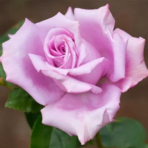 Blue Girl Hybrid Tea Rose Seeds - 30 Seeds - Exotic Flower Garden - Image 8