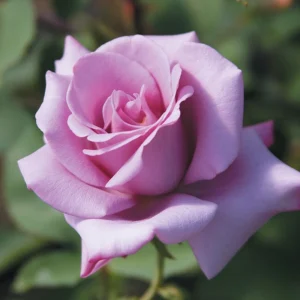 Blue Girl Hybrid Tea Rose Seeds - 30 Seeds - Exotic Flower Garden - Image 9