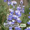 Broadleaf Lupine Seeds - Lupinus latifolius - Native Wildflower - 30 Seeds - Image 1