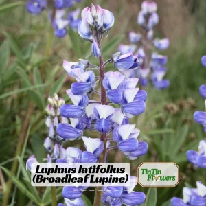 Broadleaf Lupine Seeds - Lupinus latifolius - Native Wildflower - 30 Seeds - Image 1